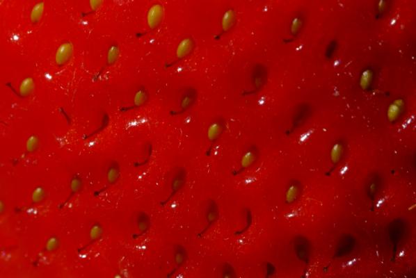 Close up detail of a strawberry fruit