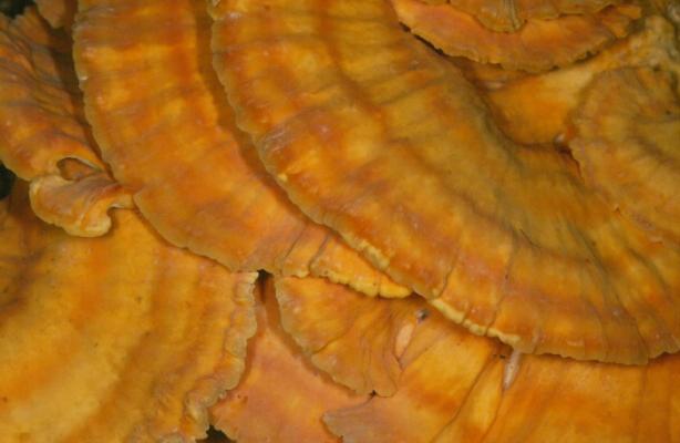 Chicken of the Woods. A bracket fungus living on a fallen oak tree in Savernake Forest near Marlborough. Delicious when young