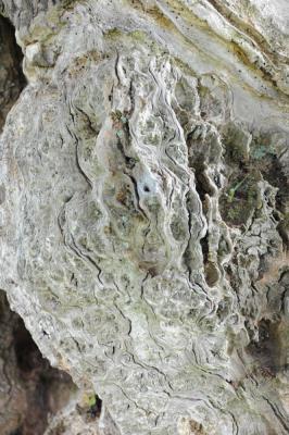 Dead burr on an ancient oak tree